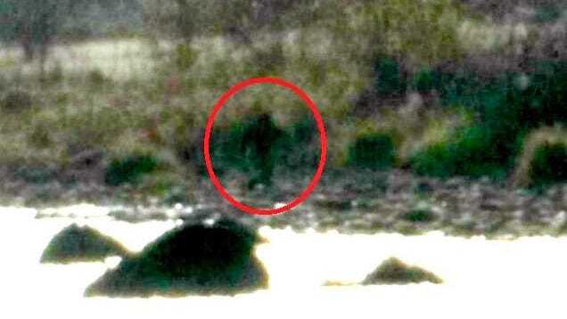 Bigfoot sightings