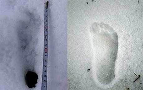 The Mysterious Yeti of Nepal