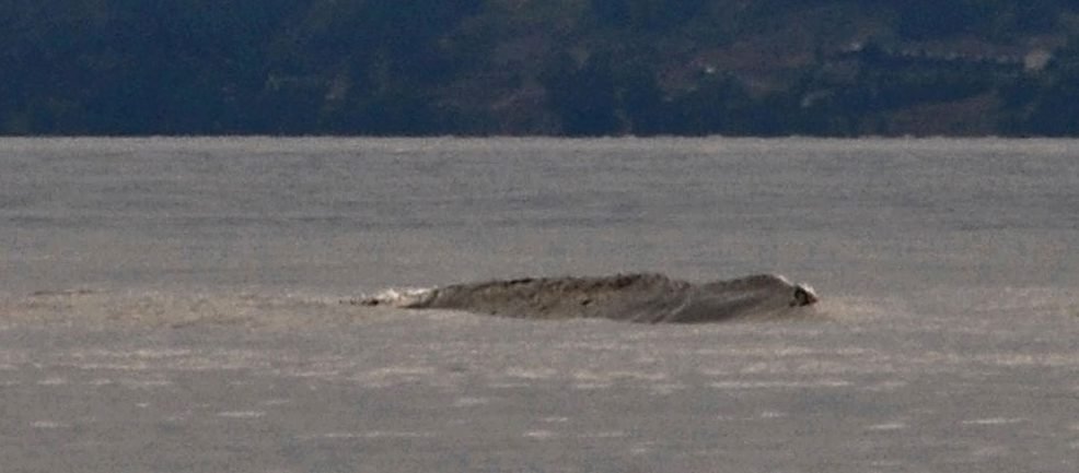 洋書 The Okanagan Mystery Ogopogo by Moon 洋書 The Okanagan Mystery Ogopogo by Moon Ogopogo by Mary Moon